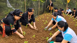 Mô hình “Phụ nữ 3 không” ở Phong Dụ Thượng: "Lá chắn mềm" quét sạch ma túy từ mỗi gia đình