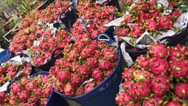 Cần minh bạch biện pháp SPS trong xuất khẩu thực phẩm