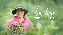 Lạc hoa trên núi đá