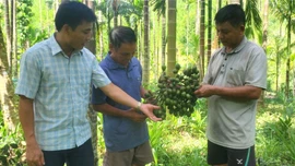 Nông dân miền núi thu hàng trăm triệu đồng mỗi năm từ chuyển đổi trồng cau