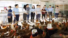 Chăn nuôi gia súc, gia cầm tăng nhẹ trong 3 tháng đầu năm