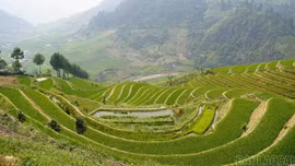 Chủ động phòng trừ sâu bệnh hại lúa xuân, bảo vệ năng suất vụ xuân 