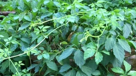 Giảo cổ lam: Tri thức bản địa Hoàng Liên Sơn và giá trị y học hiện đại