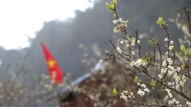 Hoa mận nở trắng trời, chờ du khách lên chơi Tết nơi "cao nguyên trắng"