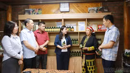 Phó Chủ tịch HĐND tỉnh Hoàng Thị Thanh Bình khảo sát mô hình trồng và chế biến sản phẩm từ cây dược liệu tại xã Tả Phìn