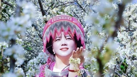 Hoa mận trắng tinh khôi hút khách ở vùng cao Púng Luông