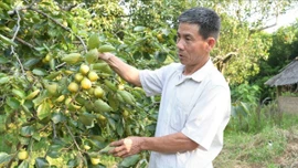 Hồng Bảo Hà - Vị ngọt trên đất thiêng