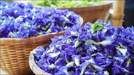Bí mật sức khỏe từ hoa và quả đậu biếc