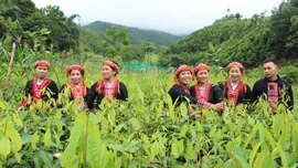 Xã Phúc Lợi phấn đấu mỗi năm trồng mới 560 ha rừng trở lên