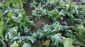 Băng giá phủ trắng cây cối trên thôn Ngải Thầu Thượng, xã Y Tý 