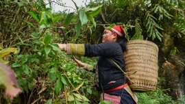 Người Dao và kho báu dược liệu vùng núi phía Bắc