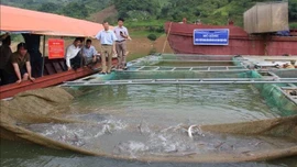Tạo điều kiện cho nghề nuôi cá nước lạnh có chỗ đứng trên 'sân nhà'