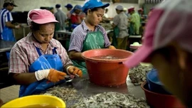 Thái Lan gia hạn thời gian làm giấy phép lao động cho người lao động Lào, Myanmar, Việt Nam