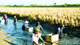 Trồng lúa ST25 vùng tôm-lúa, nông dân sẽ đạt lợi nhuận gấp đôi
