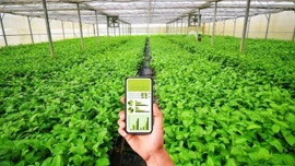 Khi hợp tác xã chuyển đổi số