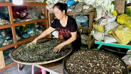 Lào Cai tăng cường quản lý y, dược cổ truyền