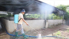 Kiểm soát dịch tả lợn châu Phi: Giải pháp quan trọng là chăn nuôi an toàn sinh học