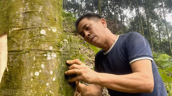 Nông dân tất bật vào mùa thu hoạch quế