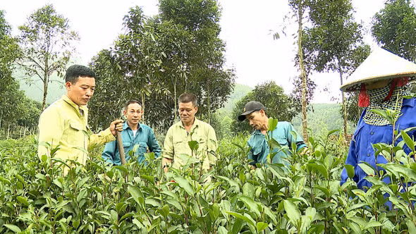 Hướng đi bền vững cho cây chè 