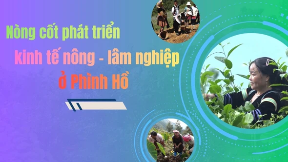 Nòng cốt phát triển kinh tế nông - lâm nghiệp ở Phình Hồ