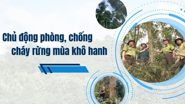 Chủ động phòng, chống cháy rừng mùa khô hanh