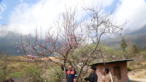 [Ảnh] Săn đào mốc trên núi "Sừng trâu”