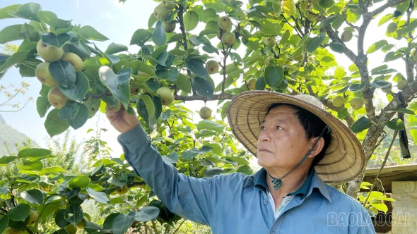 Xây dựng vùng cây ăn quả ôn đới gắn với sản phẩm OCOP