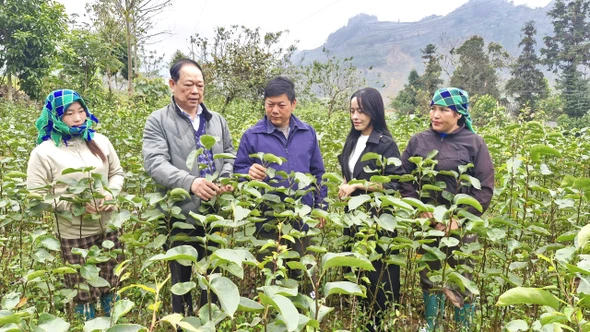  Xã Sín Chéng trồng mới gần 90 ha cây ăn quả ôn đới