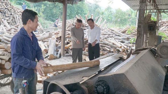 Châu Quế phát triển kinh tế rừng