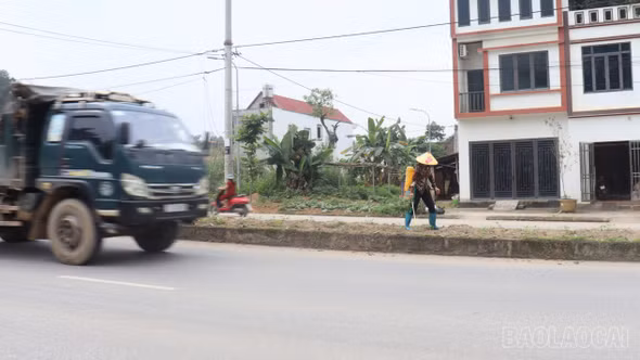 Ẩn họa từ việc tự ý trồng cây trên dải phân cách và hành lang giao thông