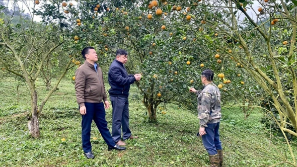 Chấn Thịnh kiến tạo vùng nông nghiệp hàng hóa