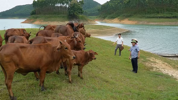 Chăn nuôi đại gia súc ở vùng đông hồ Thác Bà