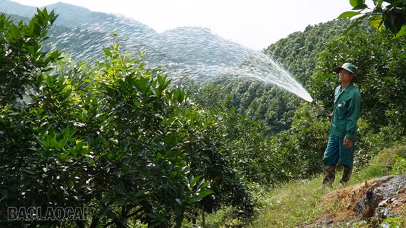 Chấn Thịnh: Chủ động tưới nước cứu hơn 460 ha cam vượt nắng nóng đầu mùa