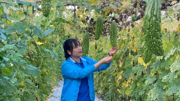 Thủ lĩnh thanh niên tiên phong khởi nghiệp