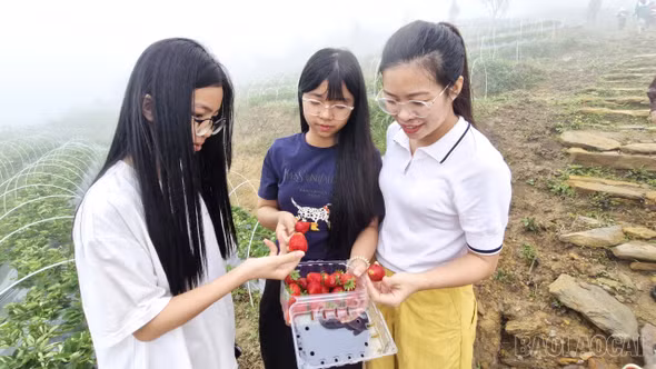 Hấp dẫn trải nghiệm hái dâu tây, ngắm hoa hồng ở Y Tý