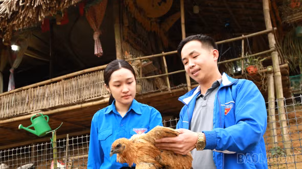  Thanh niên người Tày khởi nghiệp trên núi Đăng Mèo