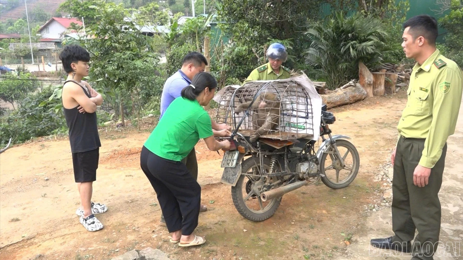 baolaocai-br_khi-7390.jpg
