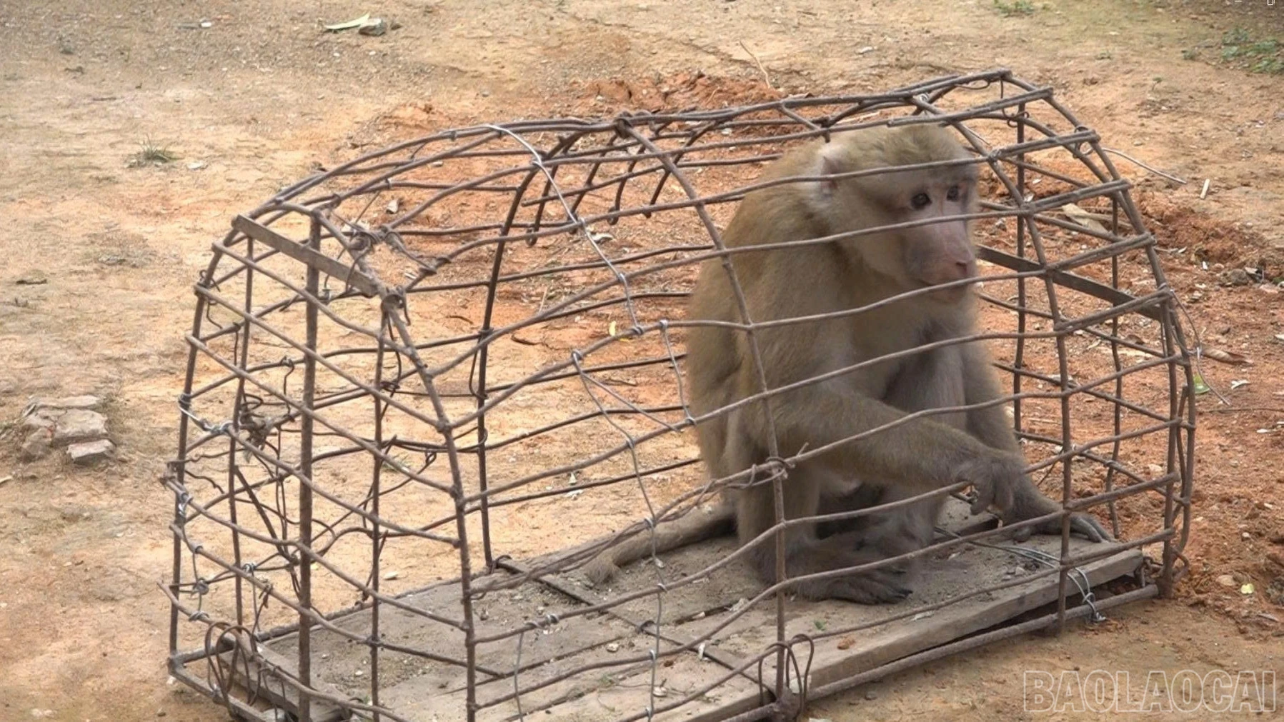 baolaocai-br_khi1-1949.jpg