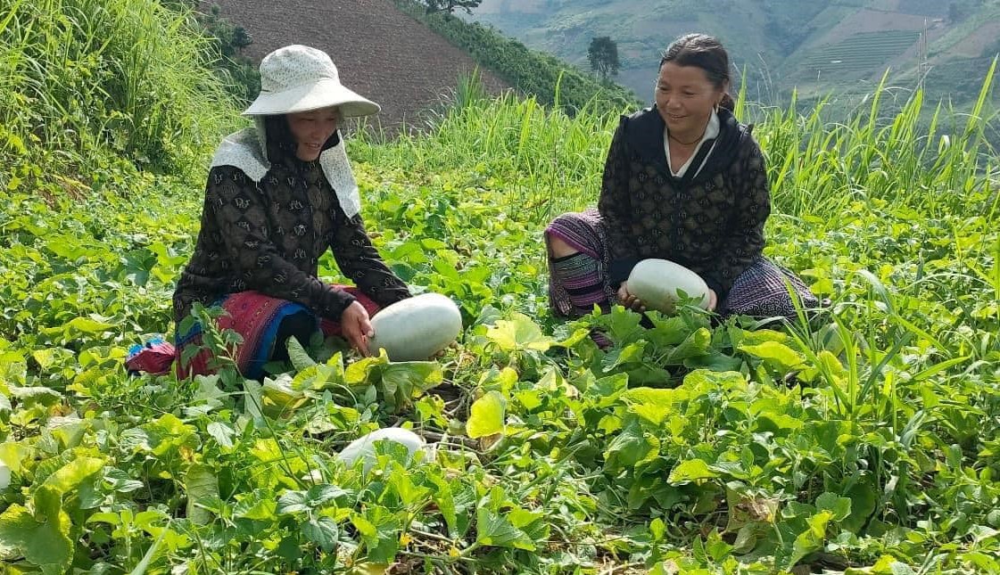 Nông dân xã Trạm Tấu trồng dưa hấu giống mới. giong-moi.jpg