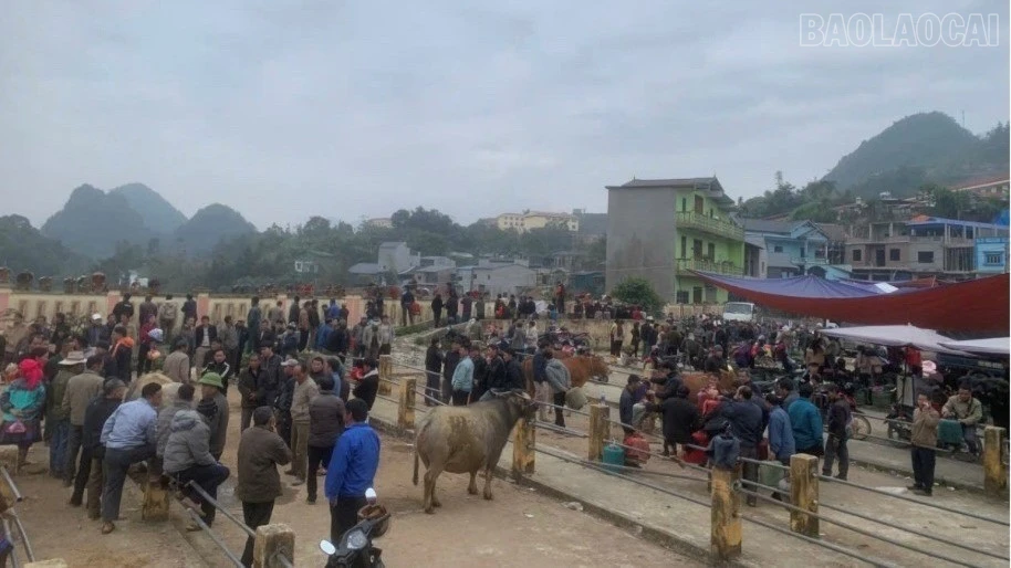 baolaocai-tr_mnmn-2733.jpg
