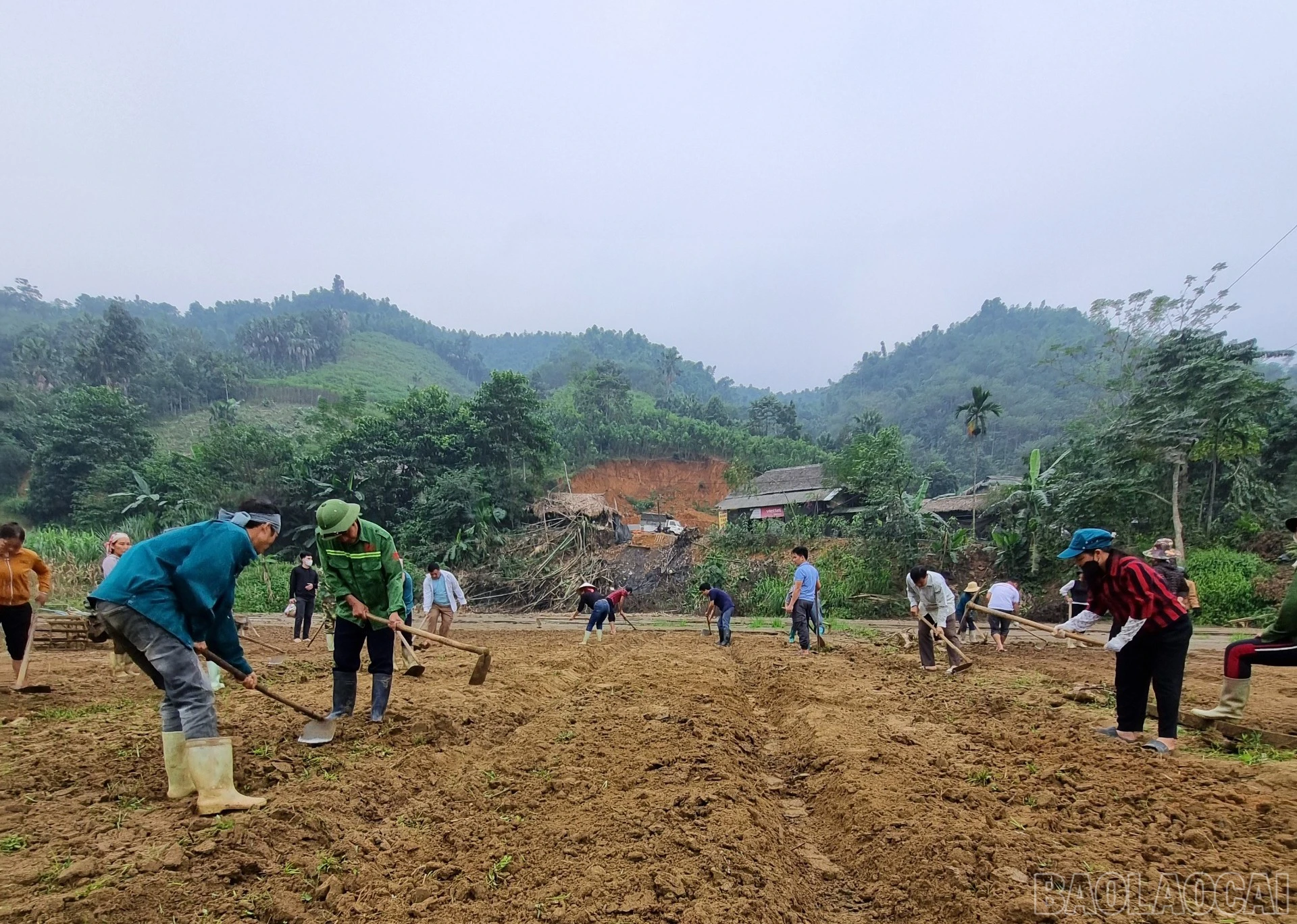 baolaocai-br_z6070133051150-4abeddf86019df397ecf3ce03ad33791.jpg