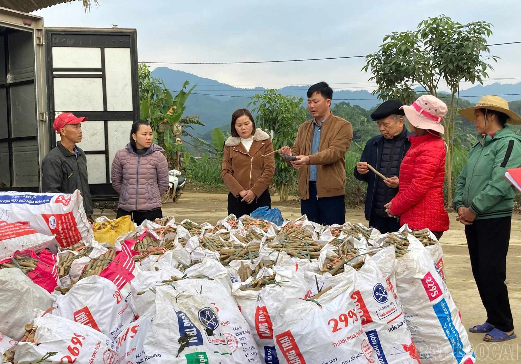baolaocai-br_z6133881590796-f771a92156619c7352a4d3dd2d605388.jpg