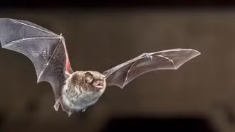 Phát hiện chủng virus corona mới ở dơi Brazil mang đặc điểm di truyền như COVID-19