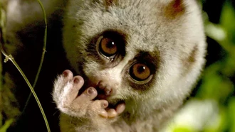 Khám phá một Việt Nam đầy hoang dã và bí ẩn qua ống kính truyền hình Bỉ