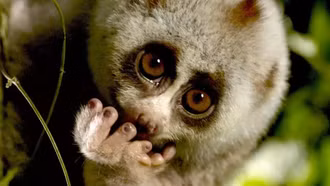 Khám phá một Việt Nam đầy hoang dã và bí ẩn qua ống kính truyền hình Bỉ