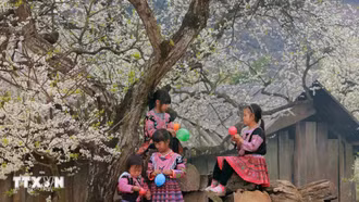 Mộc Châu rực rỡ sắc Xuân, thu hút du khách thập phương