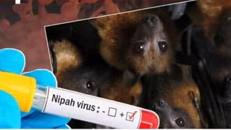 Cảnh giác với dịch bệnh do vi rút Nipah trong dịp Tết Nguyên đán và mùa lễ hội đầu năm