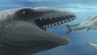 Phát hiện cá voi cổ đại có khuôn mặt giống Pokémon và vết cắn của loài ăn thịt