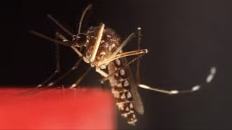 Việt Nam chưa ghi nhận ca bệnh Chikungunya trong cộng đồng