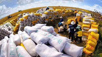 Giá gạo thế giới thấp nhất 8 năm